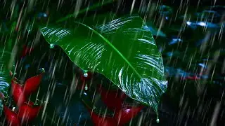Best Rainforest Sounds for Sleeping! Rain Noise Sleep Sounds 10 Hours