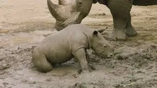 What’s More Fun Than Playing in Mud? Watching a Rhino Calf Play in Mud