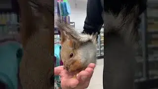 За Орехи я оплатил чтоб тут не писали 😂 Ну люди то 🤷‍♂️😆