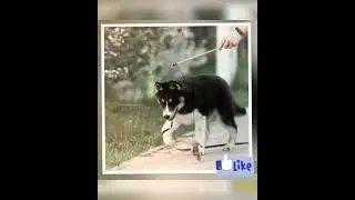 Bueno Pardo Onyx,  (Potap +Tundra) 