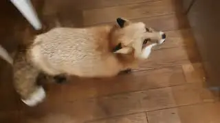 divpokpokpok