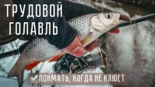 CATCH when there is no bite! Working CHUB in FEBRUARY