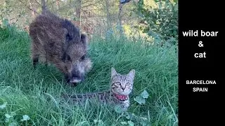 Gato junto a jabalí joven comiendo hierba.