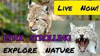 LYNX  STROLLING || DISCOVER THE WILDERNESS! #animals #zoo #zooanimals #animalshorts #animallover