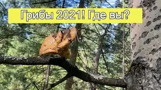 Мониторинг грибов 2021 под Красноярском. Тихая_охота_2021 в Сибири.
