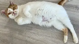 Котята шевелятся в животе у беременной кошки