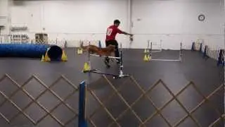 Orry dog agility (with closing ceremony)