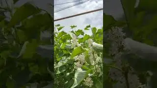Впервые зацвела моя сирень 🤍 