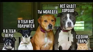 Я РЖАЛ ДО СЛЕЗ    ЛУЧШИЕ ПРИКОЛЫ СЕНТЯБРЯ 2020    СМЕШНЫЕ ЖИВОТНЫЕ   новые приколы 2020