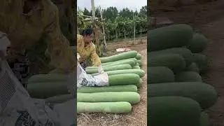 Гигантские огурцы
