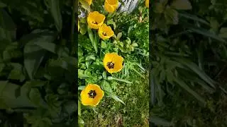 Signs of Spring in my garden.
