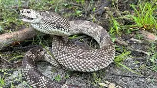 La serpiente TORO: el FANTASMA de los arenales!