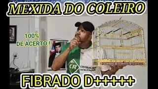 DICAS DO COLEIRO SPLINTER FIBRADO D+++ 130 CANTOS
