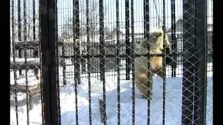 Медведь Памир из 