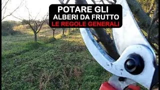 PRUNING FRUIT TREES, LET'S LOOK AT THE GENERAL RULES FOR PRUNING