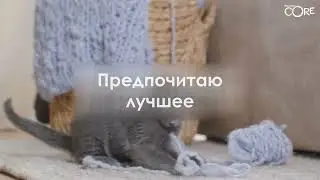 CORE KITTEN