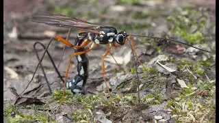 Sabre wasp withdrawing ovipositor