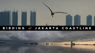Birding at Jakarta Coastline - Short Film - Sony a1 + 200-600mm