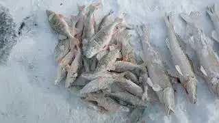 Судак на жерлицы!!! Верхние тобольское водохранилище!!! Мазарки!!!
