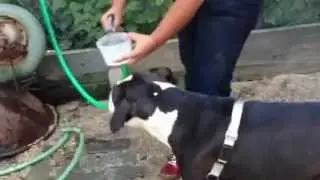 Water At The Dog Run