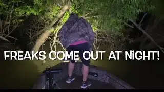 Catfish BEAT DOWN!  30+ lb Flathead~Limb lines (bush hooks) | upload 1 / 5