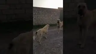 kangal və qurdbasar