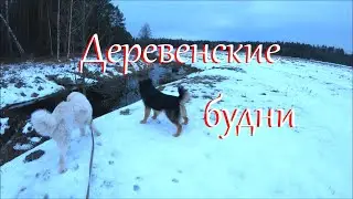 Зима испытывает нас на прочность. Куда девались собаки.