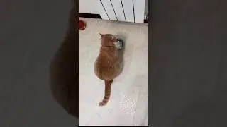 Дайте жрать! / Give me eat!