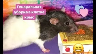 🌸Генеральная уборка в клетке у крыс 🐀 💖🐀💖🐀