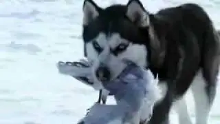ОДИН ЗА ВСЕХ И ВСЕ ЗА ОДНОГО  ОЧЕНЬ ВПЕЧАТЛЯЕТ...