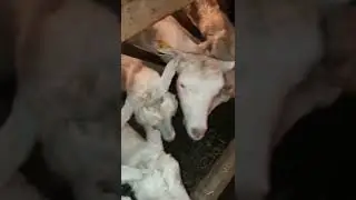 Ешкілерге сәбіз беру🐐ҒЫЛЫМ және АУЫЛ, ауыл шаруашылығы,