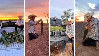 Éstos son mis dos nuevos cultivos en mi nuevo rancho agrícola