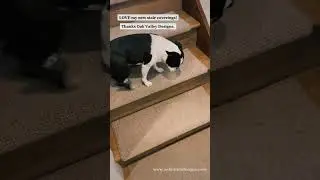 New Carpet on Stairs for Dolly!