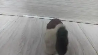 skibidi пластилин 2