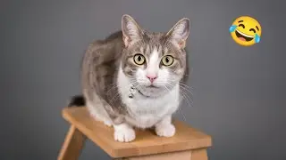CATS FUNNY CUTE VIDEOS 🐾282