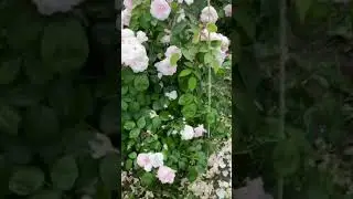 Английская роза Оливия роуз