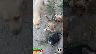 Кушать просят