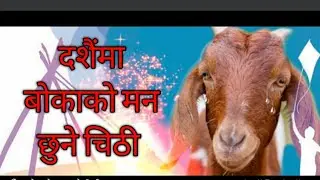 दशैंमा बोकाको मन छुने चिठी l  5/6/2020