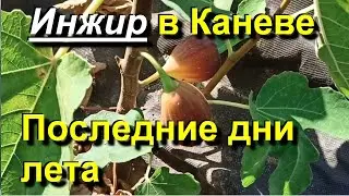 Инжир в Каневе. Последние дни лета. 2024 08 31