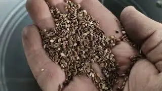 Лабораторный вибропневмостол ВПСЗ-0,3. Продукт испытания: семена укропа.