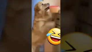 Bro got caught