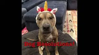 HAPPY NEW YEAR FUNNY DOG VIDEO
