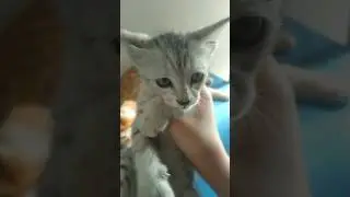 Orange and my new Grey hair cat are fighting everytime #kitten #cat #catshorts #fypシ゚viral