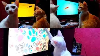 💕Games for cats on screen✨ // cats playing😍 // 💖funny video ❤