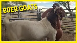 ✅Boer Goat FARM - Van Tonder Boerbok Stoet 🤠