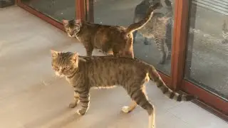 Beautiful Cats Waking Up