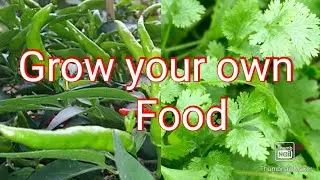 How to grow cilantro /coriander/Ghaniya at home#Grow your own food#vegetables in small balcony