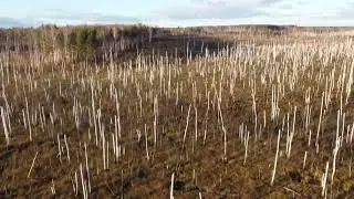 Через тернии к ... бревнам