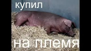 ХРЯЧЕК ПО КЛИЧКЕ ЖОРИК!