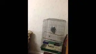 Веселый армянский попугай